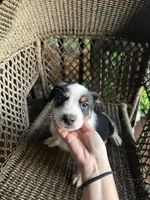 Border collie/Cattle dog puppy, a male Australian Cattle Dog and Border Collie for sale in Richmond, IL – 2 of 3