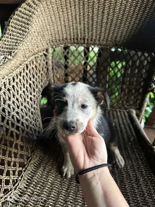 Border collie/Cattle dog puppy – Australian Cattle Dog, Border Collie puppy for sale in Richmond, IL