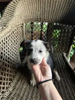 Border collie/Cattle dog puppy, a female Australian Cattle Dog and Border Collie for sale in Richmond, IL – 1 of 3