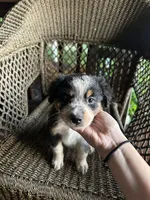 Border collie/Cattle dog puppy, a male Australian Cattle Dog and Border Collie for sale in Richmond, IL – 2 of 2