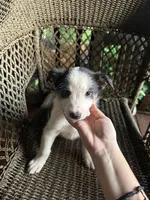 Border collie/Cattle dog puppy, a female Australian Cattle Dog and Border Collie for sale in Richmond, IL – 2 of 3