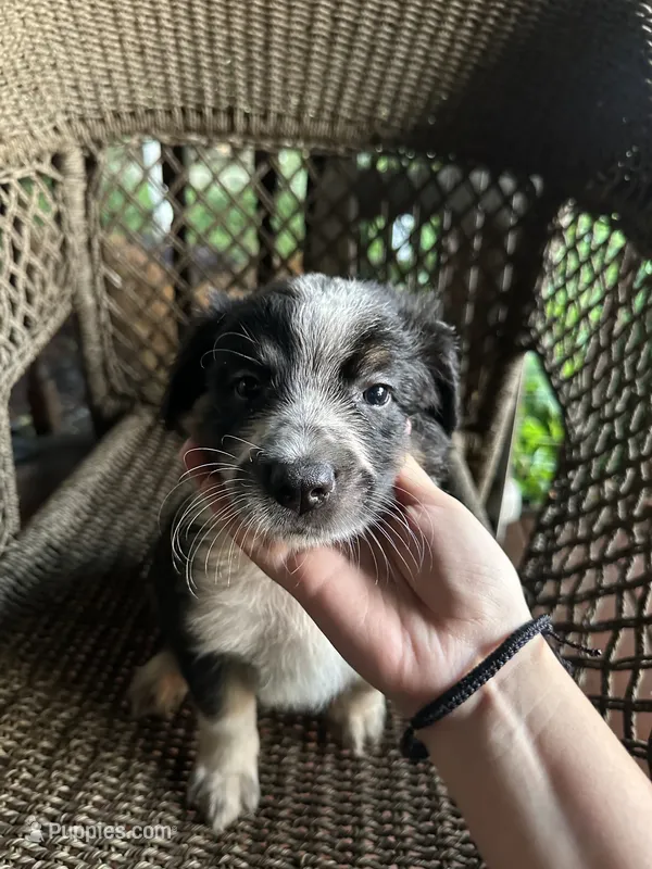 Border collie/Cattle dog puppy – Australian Cattle Dog, Border Collie puppy for sale in Richmond, IL