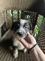 Border collie/Cattle dog puppy, a male Australian Cattle Dog and Border Collie for sale in Richmond, IL – 1 of 3