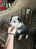 Border collie/Cattle dog puppy, a female Australian Cattle Dog and Border Collie for sale in Richmond, IL – 3 of 3