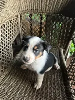 Border collie/Cattle dog puppy, a male Australian Cattle Dog and Border Collie for sale in Richmond, IL – 3 of 3