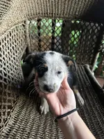 Border collie/Cattle dog puppy, a female Australian Cattle Dog and Border Collie for sale in Richmond, IL – 2 of 3