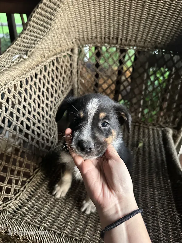 Border collie/Cattle dog puppy – Australian Cattle Dog, Border Collie puppy for sale in Richmond, IL