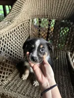 Border collie/Cattle dog puppy, a male Australian Cattle Dog and Border Collie for sale in Richmond, IL – 1 of 3