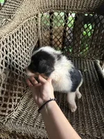 Border collie/Cattle dog puppy, a male Australian Cattle Dog and Border Collie for sale in Richmond, IL – 2 of 3