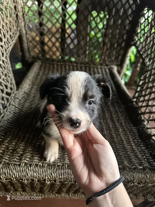 Border collie/Cattle dog puppy – Australian Cattle Dog, Border Collie puppy for sale in Richmond, IL