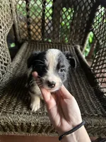 Border collie/Cattle dog puppy, a male Australian Cattle Dog and Border Collie for sale in Richmond, IL – 1 of 3