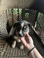 Border collie/Cattle dog puppy, a male Australian Cattle Dog and Border Collie for sale in Richmond, IL – 3 of 3