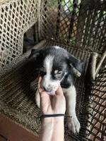 Border collie/Cattle dog puppy, a male Australian Cattle Dog and Border Collie for sale in Richmond, IL – 3 of 3