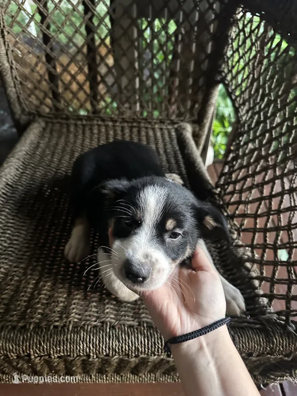 Border collie/Cattle dog puppy – Australian Cattle Dog, Border Collie puppy for sale in Richmond, IL