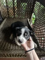 Border collie/Cattle dog puppy, a male Australian Cattle Dog and Border Collie for sale in Richmond, IL – 1 of 3