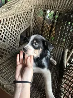 Border collie/Cattle dog puppy, a male Australian Cattle Dog and Border Collie for sale in Richmond, IL – 2 of 3