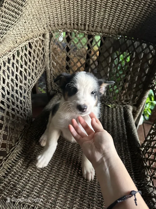 Border collie/Cattle dog puppy – Australian Cattle Dog, Border Collie puppy for sale in Richmond, IL