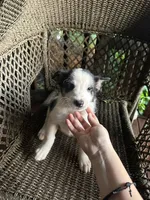 Border collie/Cattle dog puppy, a female Australian Cattle Dog and Border Collie for sale in Richmond, IL – 1 of 3