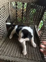 Border collie/Cattle dog puppy, a female Australian Cattle Dog and Border Collie for sale in Richmond, IL – 3 of 3