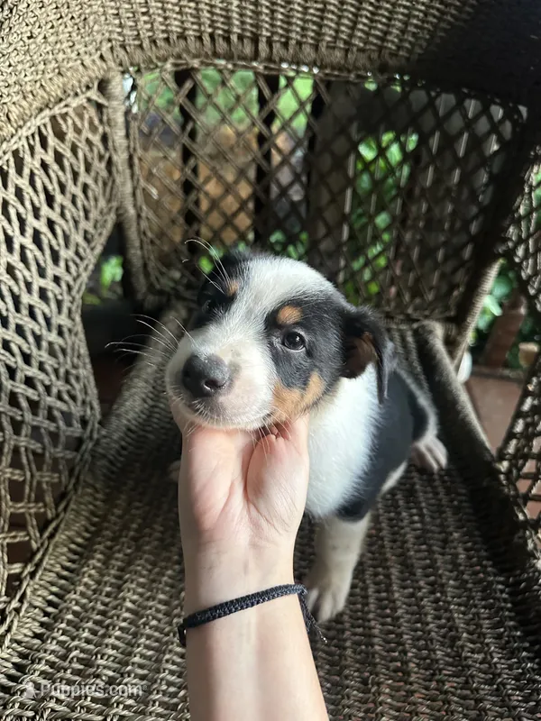 Border collie/Cattle dog puppy – Australian Cattle Dog, Border Collie puppy for sale in Richmond, IL