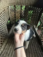 Border collie/Cattle dog puppy, a male Australian Cattle Dog and Border Collie for sale in Richmond, IL – 1 of 3