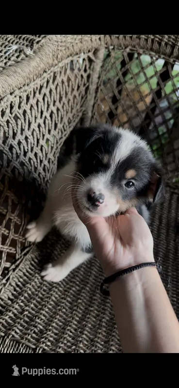 Border collie/Cattle dog puppy – Australian Cattle Dog, Border Collie puppy for sale in Richmond, IL