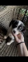 Border collie/Cattle dog puppy, a male Australian Cattle Dog and Border Collie for sale in Richmond, IL – 1 of 3