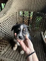 Border collie/Cattle dog puppy, a male Australian Cattle Dog and Border Collie for sale in Richmond, IL – 2 of 3