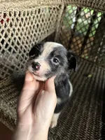 Border collie/Cattle dog puppy, a male Australian Cattle Dog and Border Collie for sale in Richmond, IL – 3 of 3