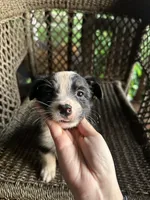 Border collie/Cattle dog puppy, a male Australian Cattle Dog and Border Collie for sale in Richmond, IL – 2 of 3