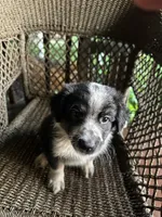 Border collie/Cattle dog puppy, a male Australian Cattle Dog and Border Collie for sale in Richmond, IL – 2 of 3
