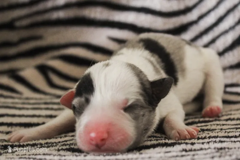 Jess – Australian Cattle Dog, Australian Shepherd puppy for sale in Florence, AZ