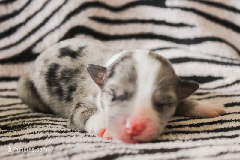 Ashley – Australian Cattle Dog, Australian Shepherd puppy for sale in Florence, AZ