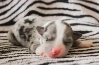 Ashley, a female Australian Cattle Dog and Australian Shepherd for sale in Florence, AZ – 1 of 1