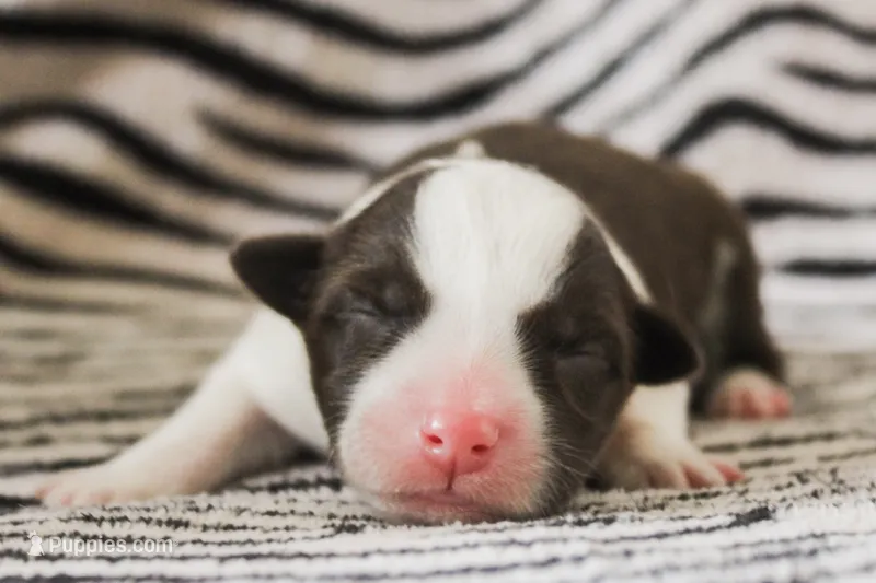Sam – Australian Cattle Dog, Australian Shepherd puppy for sale in Florence, AZ