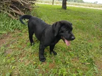 Shadow, a female Labrador Retriever for sale in Accident, MD – 1 of 9
