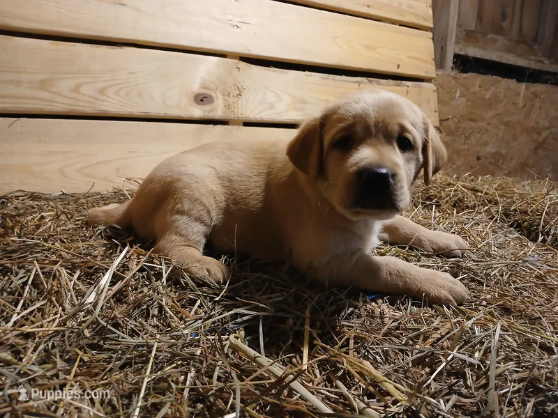 Chika – Labrador Retriever puppy for sale in Accident, MD