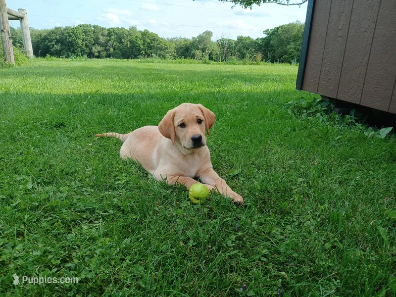 Chika – Labrador Retriever puppy for sale in Accident, MD