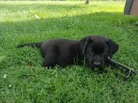 Shadow, a female Labrador Retriever for sale in Accident, MD – 8 of 9