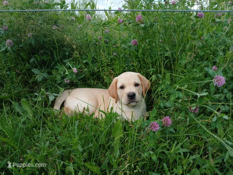 Rocket – Labrador Retriever puppy for sale in Accident, MD