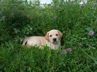 Rocket, a male Labrador Retriever for sale in Accident, MD – 1 of 8