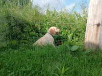 Rocket, a male Labrador Retriever for sale in Accident, MD – 2 of 8
