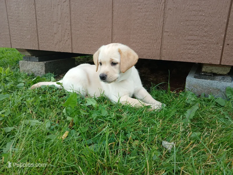 Aspen – Labrador Retriever puppy for sale in Accident, MD