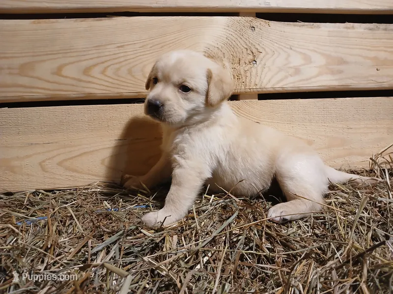 Aspen – Labrador Retriever puppy for sale in Accident, MD