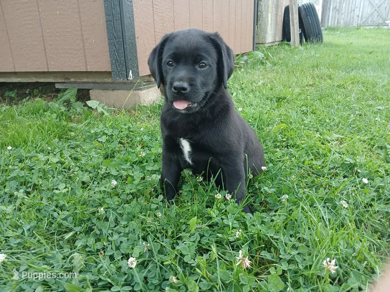 Jade – Labrador Retriever puppy for sale in Accident, MD