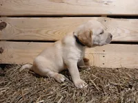 Rocket, a male Labrador Retriever for sale in Accident, MD – 5 of 8