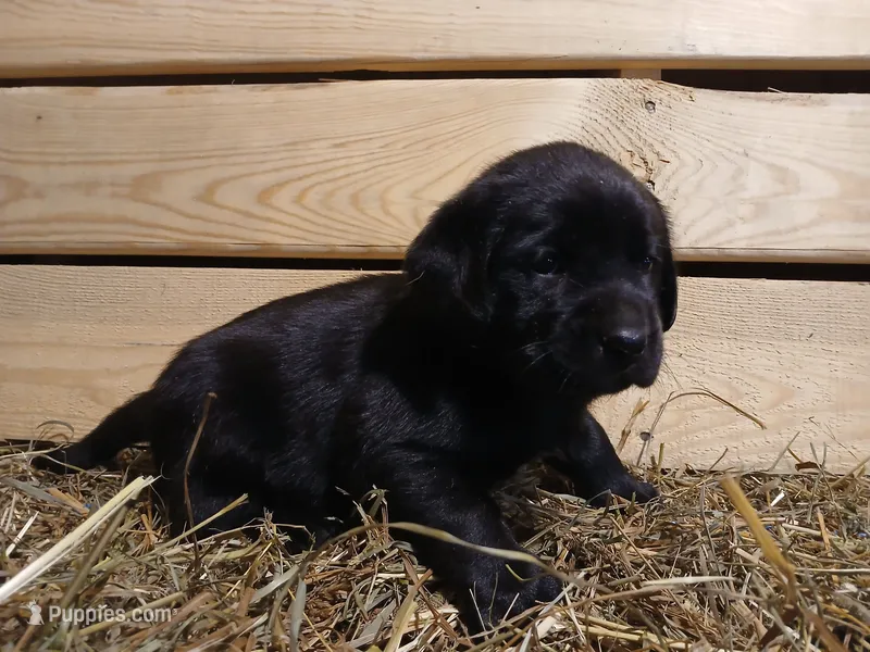 Jade – Labrador Retriever puppy for sale in Accident, MD
