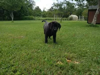 Shadow, a female Labrador Retriever for sale in Accident, MD – 4 of 9