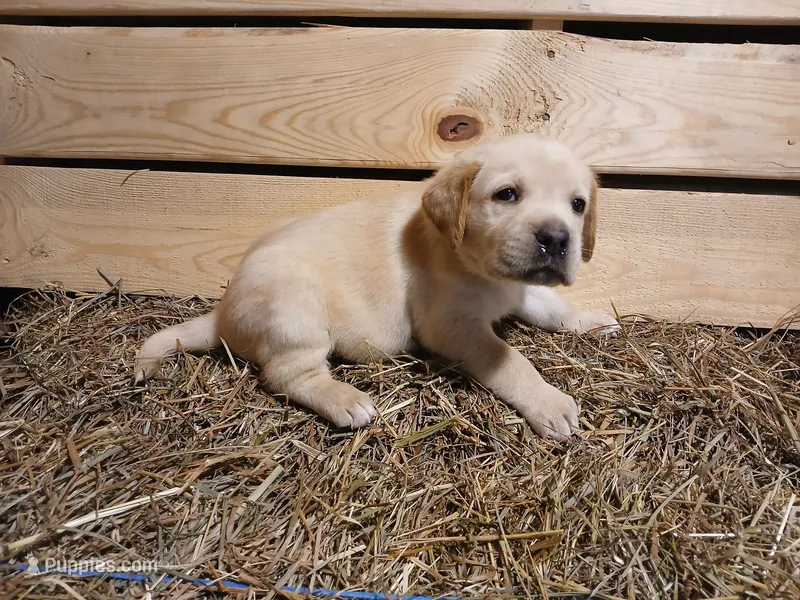 Rocket – Labrador Retriever puppy for sale in Accident, MD