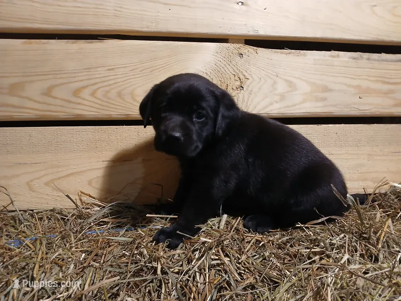 Ember – Labrador Retriever puppy for sale in Accident, MD